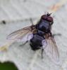 Pollenia sp.